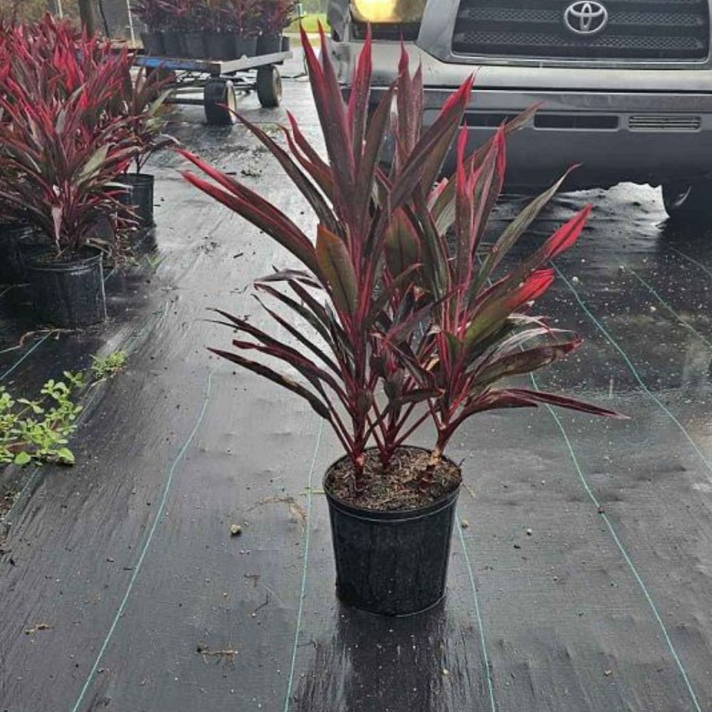 red sensation dracaena Ti Plant Red Sensation (Cordyline Fruticosa 'Hot Pepper')