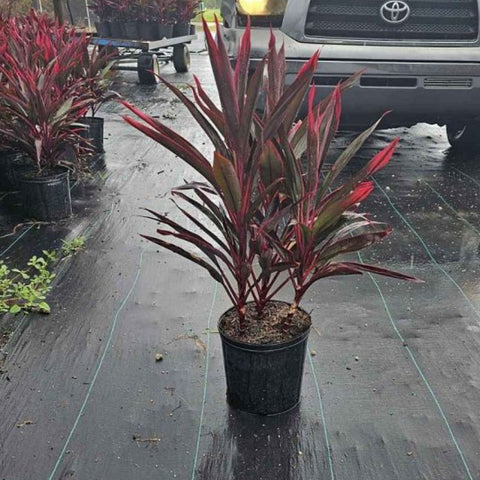 Ti Plant Red Sensation (Cordyline Fruticosa 'Hot Pepper') - PlantologyUSA - 3 Gallon