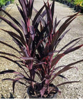 Ti Plant Red Sensation (Cordyline Fruticosa 'Hot Pepper') - PlantologyUSA - 3 Gallon