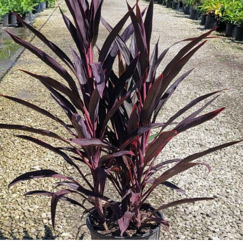 Ti Plant Red Sensation (Cordyline Fruticosa 'Hot Pepper') - PlantologyUSA - 3 Gallon