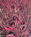 Ti Plant Red Sensation (Cordyline Fruticosa 'Hot Pepper') - PlantologyUSA - 3 Gallon