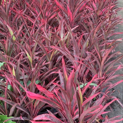 Ti Plant Red Sensation (Cordyline Fruticosa 'Hot Pepper') - PlantologyUSA - 3 Gallon