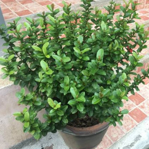 Tibouchina Dwarf (Tibouchina spp) - PlantologyUSA - Medium 18"