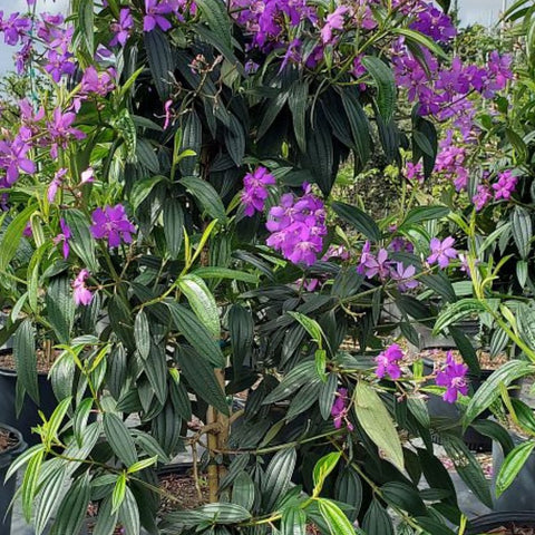 Tibouchina Dwarf (Tibouchina spp) - PlantologyUSA - Medium 18"