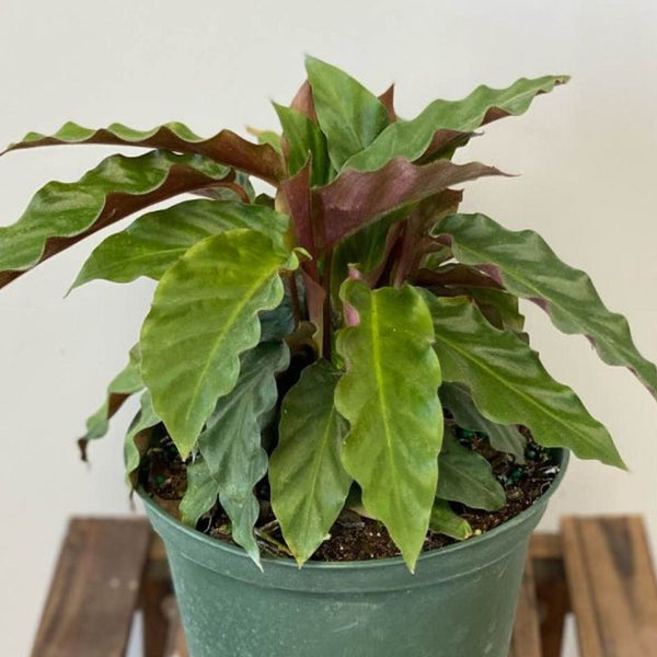 Velvet Calathea (Calathea Rufibarba) – Plantology USA