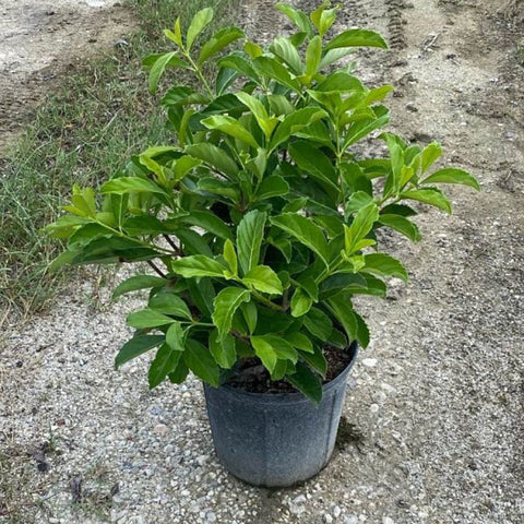 Viburnum Awabuki (Viburnum Odoratissimum Awabuki) - PlantologyUSA - 3 Gallon
