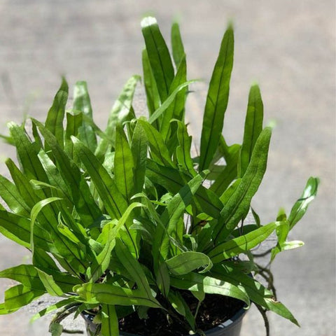 Wart Fern, Monarch Fern (Microsorum Scolopendrium) - PlantologyUSA - 3 Gallon