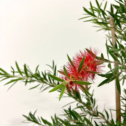 Weeping Bottlebrush Standard (Callistemon Viminalis) - PlantologyUSA - 3 Gallon