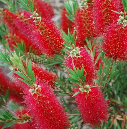 Weeping Bottlebrush Standard (Callistemon Viminalis) - PlantologyUSA - 3 Gallon