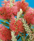 Weeping Bottlebrush Standard (Callistemon Viminalis) - PlantologyUSA - 3 Gallon