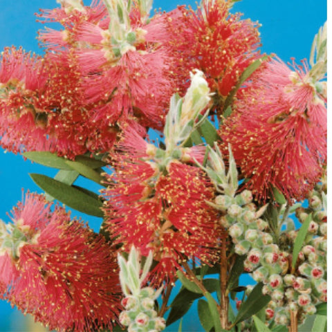 Weeping Bottlebrush Standard (Callistemon Viminalis) - PlantologyUSA - 3 Gallon