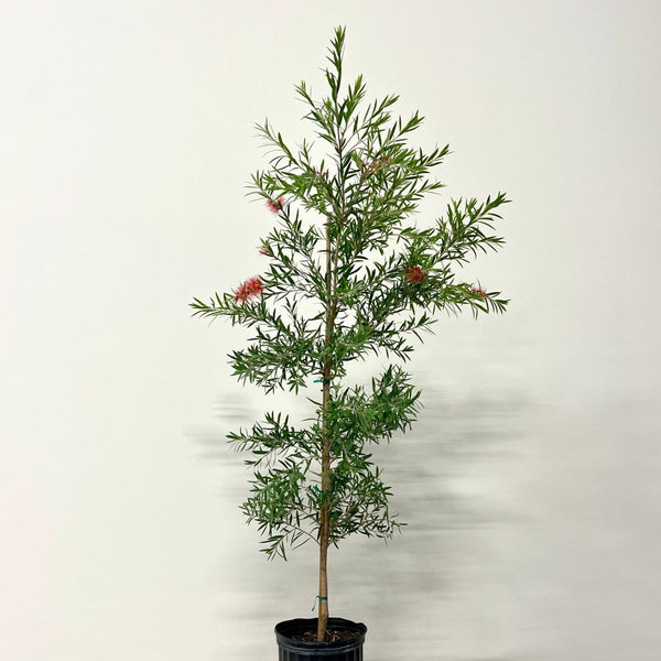 Weeping Bottlebrush Standard (Callistemon Viminalis)