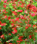 Weeping Bottlebrush Standard (Callistemon Viminalis) - PlantologyUSA - 3.5-5'