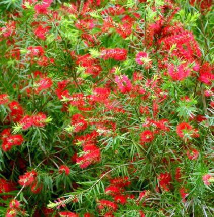 Weeping Bottlebrush Standard (Callistemon Viminalis) - PlantologyUSA - 3.5-5'