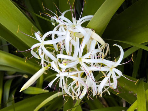 White Crinum Lily (Crinum Asiaticum) - PlantologyUSA - Large