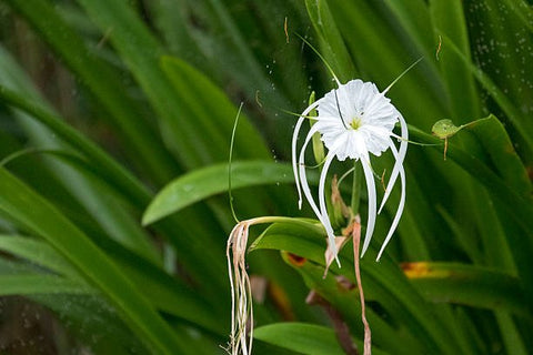 White Crinum Lily (Crinum Asiaticum) - PlantologyUSA - Large