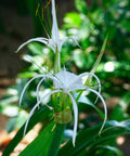crinum lily white White Crinum Lily for Sale