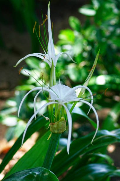 White Crinum Lily (Crinum Asiaticum) - PlantologyUSA - Large