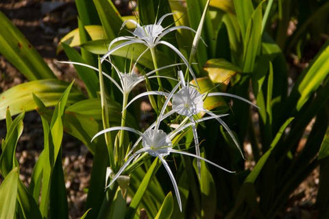 White Crinum Lily (Crinum Asiaticum) - PlantologyUSA - Large