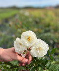 White Rose Bush - PlantologyUSA - 2-3 Feet