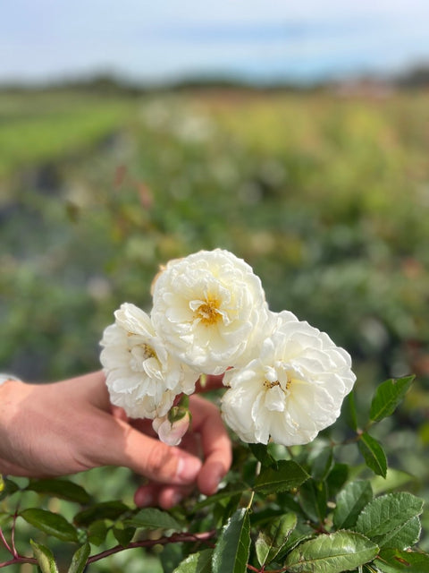 White Rose Bush - PlantologyUSA - 2-3 Feet