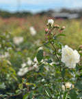 White Rose Bush - PlantologyUSA - 2-3 Feet