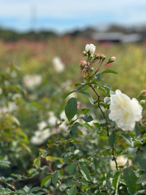 White Rose Bush - PlantologyUSA - 2-3 Feet