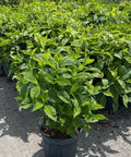 Wild Coffee (Psychotria Nervosa) - PlantologyUSA - 3 Gallon