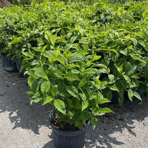 Wild Coffee (Psychotria Nervosa) - PlantologyUSA - 3 Gallon