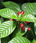 Wild Coffee (Psychotria Nervosa) - PlantologyUSA - 3 Gallon