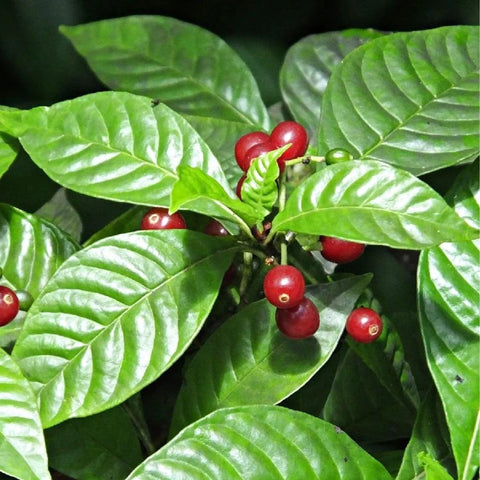 Wild Coffee (Psychotria Nervosa) - PlantologyUSA - 3 Gallon