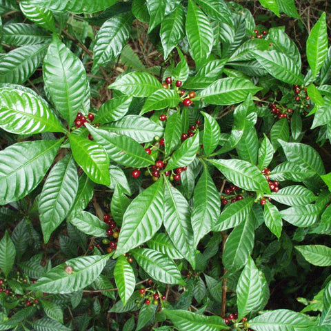 Wild Coffee (Psychotria Nervosa) - PlantologyUSA - 3 Gallon