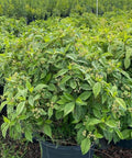 Wild Coffee (Psychotria Nervosa) - PlantologyUSA - 3 Gallon