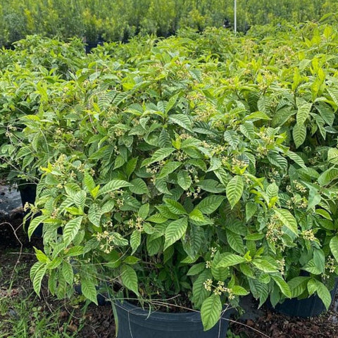 Wild Coffee (Psychotria Nervosa) - PlantologyUSA - 3 Gallon