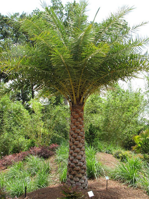 Wild Date Palm, Phoenix Sylvester Palm (Phoenix sylvestris) - PlantologyUSA - 8-9 Feet