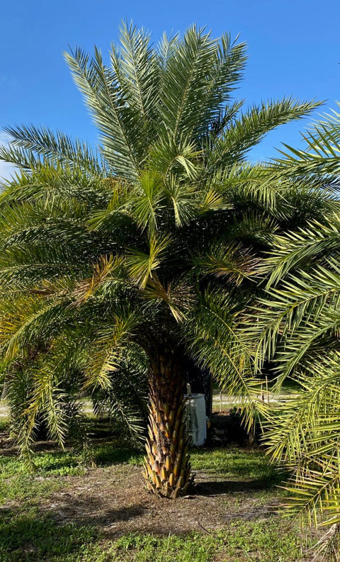 Wild Date Palm, Phoenix Sylvester Palm (Phoenix sylvestris) - PlantologyUSA - 8-9 Feet