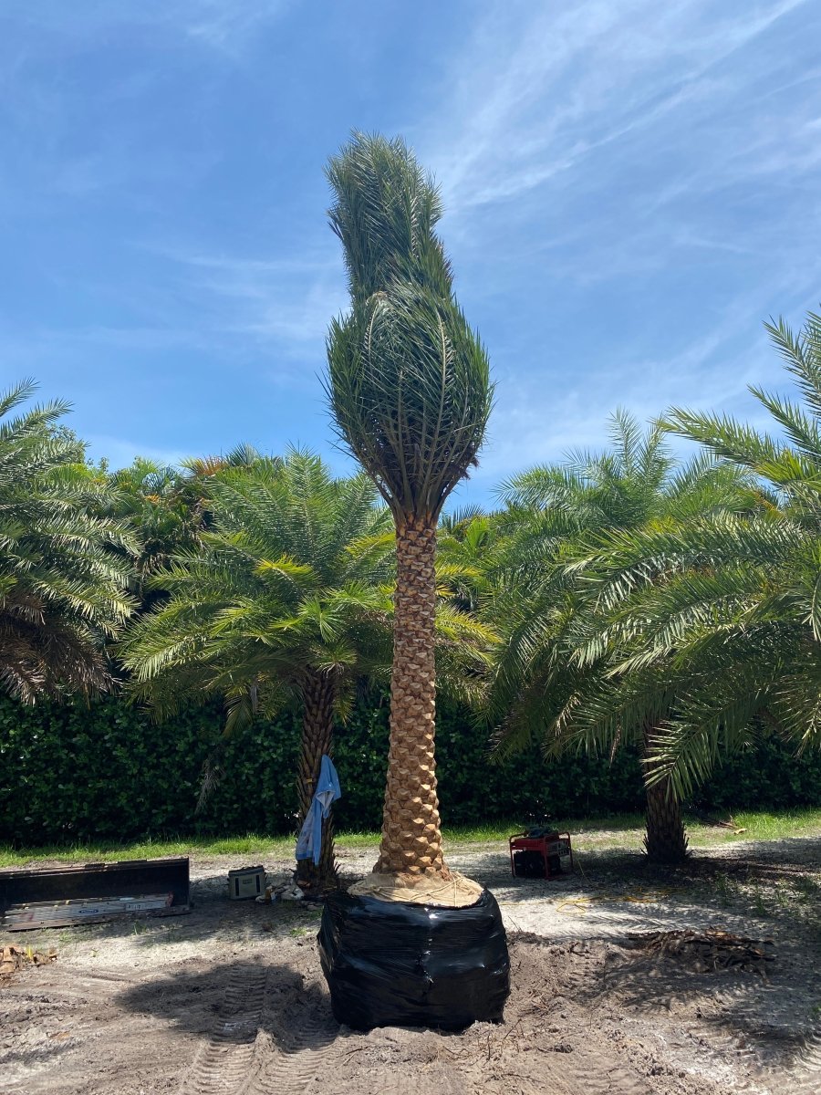 Wild Date Palm, Phoenix Sylvester For Sale | Plantology – Plantology USA