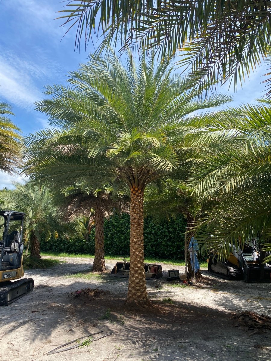 SALSATION レギンス サルセーション Palm Tree Large Rattan Palm Tree (Pair)