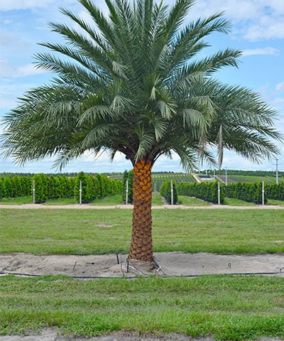 Wild Date Palm, Phoenix Sylvester Palm (Phoenix sylvestris)