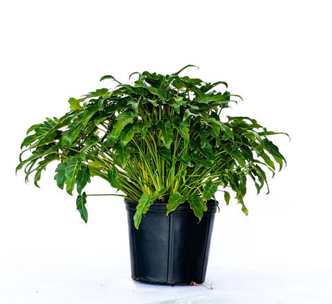 philodendron xanadu fertilizer Xanadu (Philodendron xanadu)