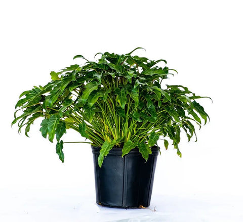 Xanadu (Philodendron xanadu) - PlantologyUSA - 3 Gallon