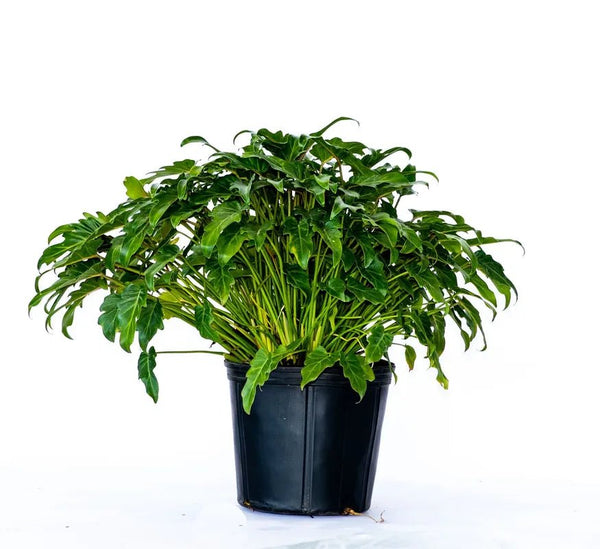 philodendron xanadu lemon Xanadu for Sale