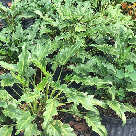 philodendron xanadu soil mix Xanadu for Sale