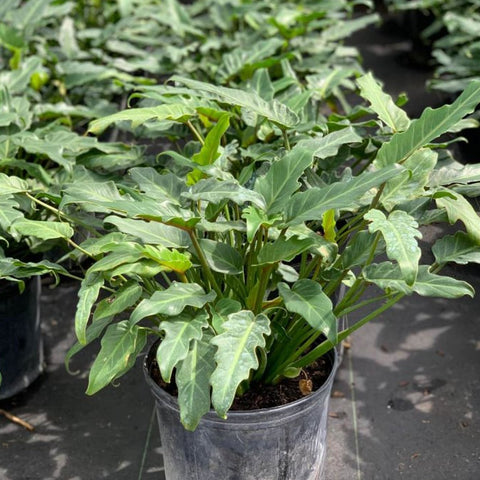 best soil for philodendron xanadu Xanadu for Sale