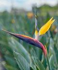 Yellow Bird Of Paradise (Strelitzia reginae) - PlantologyUSA - 3 Gallon