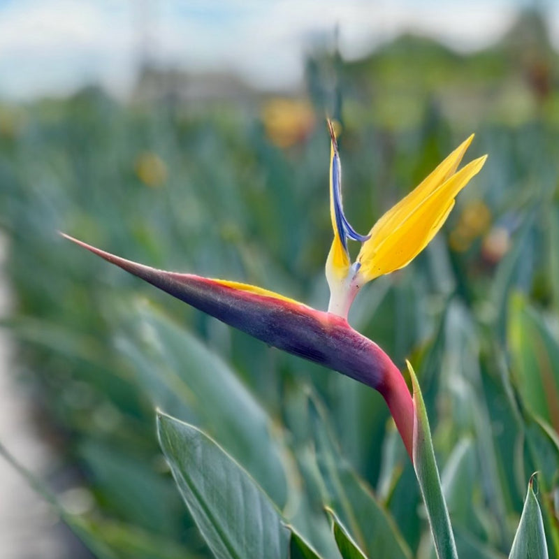 Yellow Bird Of Paradise (Strelitzia reginae)