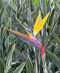 Yellow Bird Of Paradise (Strelitzia reginae) - PlantologyUSA - Small 1-2 Feet