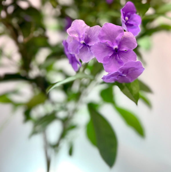 Y.T.T. Yesterday, Today, Tomorrow - (Brunfelsia Calycina)