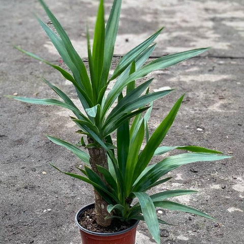 yucca cane plant safe for dogs Yucca Cane for Sale