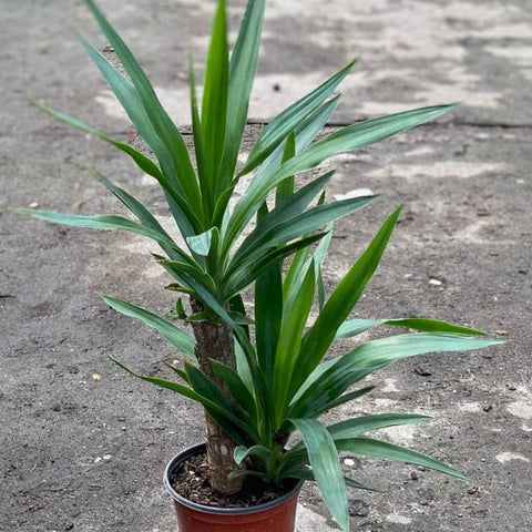 Yucca Cane (Yucca elephantipes) - PlantologyUSA - 3 Gallon